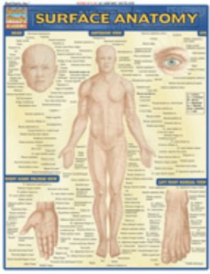 SURFACE ANATOMY
